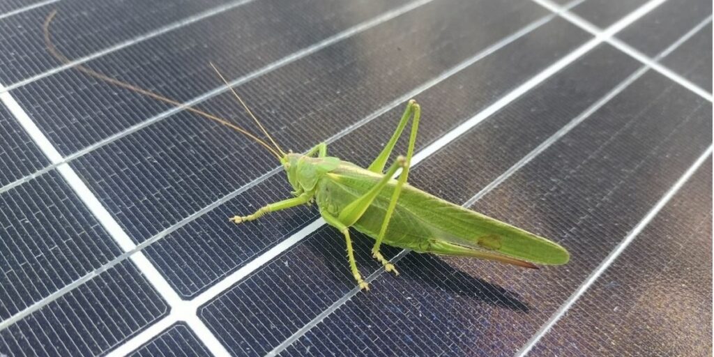 Heupferd, Heuschrecke, Solarzelle, Solarmodul, Studie, bne, Biodiversität